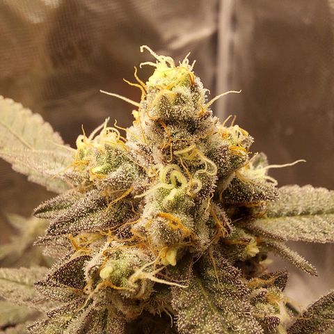 Nanaz growlog timeline photo