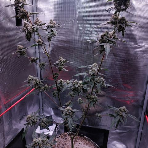 Nanaz growlog timeline photo