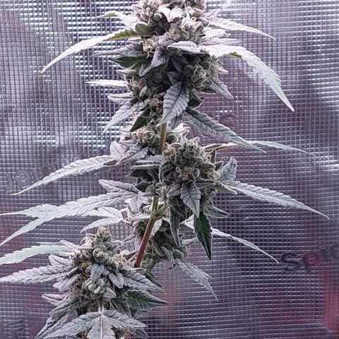 Nanaz growlog timeline photo