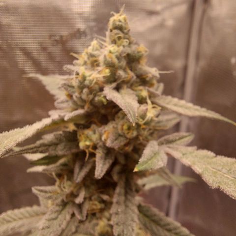 Nanaz growlog timeline photo