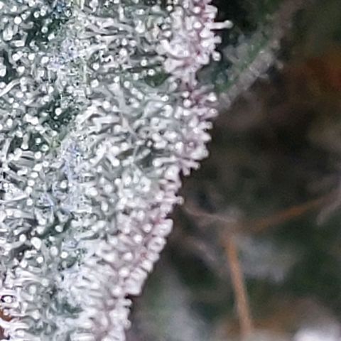 Nanaz growlog timeline photo
