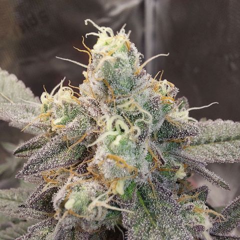 Nanaz growlog timeline photo