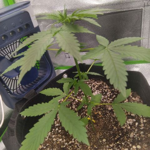 Broomhilda  growlog timeline photo