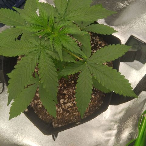 Broomhilda  growlog timeline photo