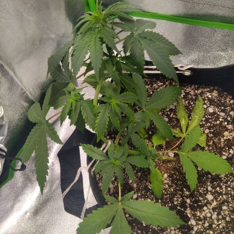 Broomhilda  growlog timeline photo