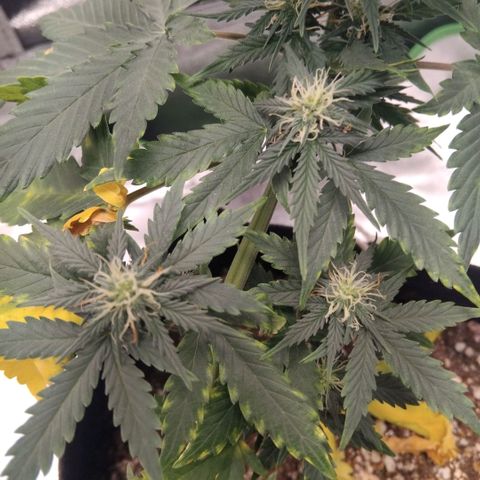 Broomhilda  growlog timeline photo