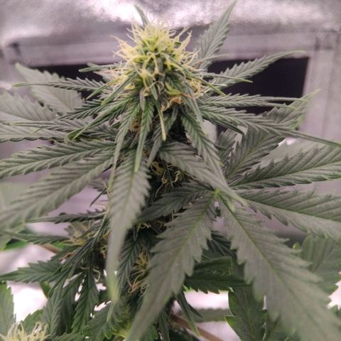 Broomhilda  growlog timeline photo