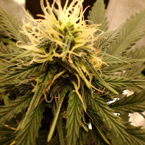 Broomhilda  growlog timeline photo