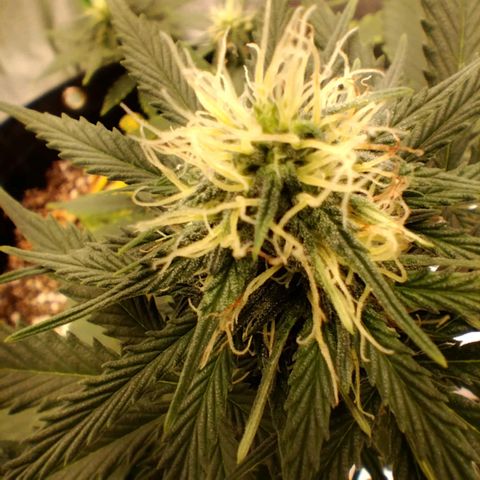Broomhilda  growlog timeline photo