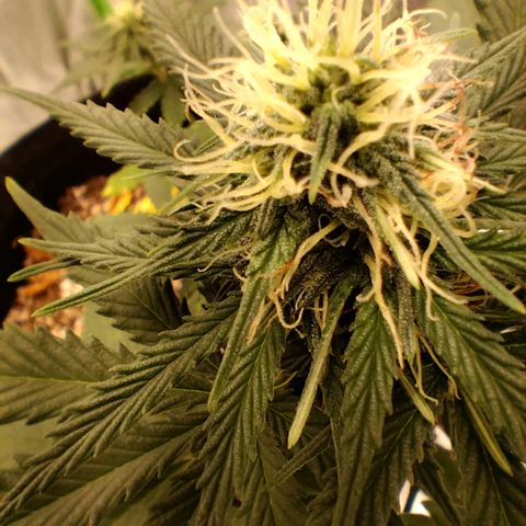 Broomhilda  growlog timeline photo