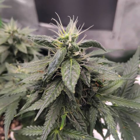 Broomhilda  growlog timeline photo