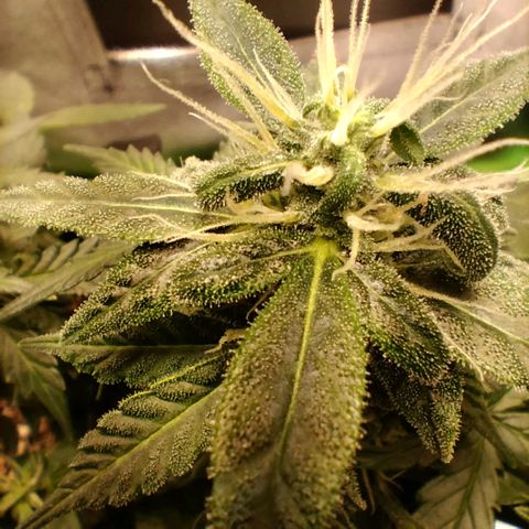 Broomhilda  growlog timeline photo