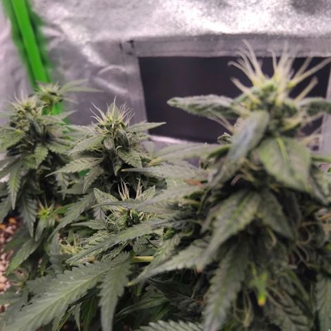 Broomhilda  growlog timeline photo