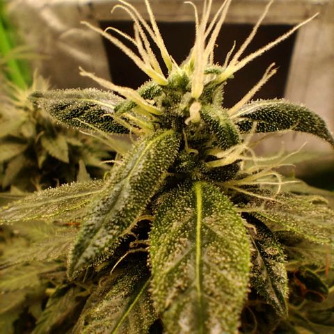 Broomhilda  growlog timeline photo
