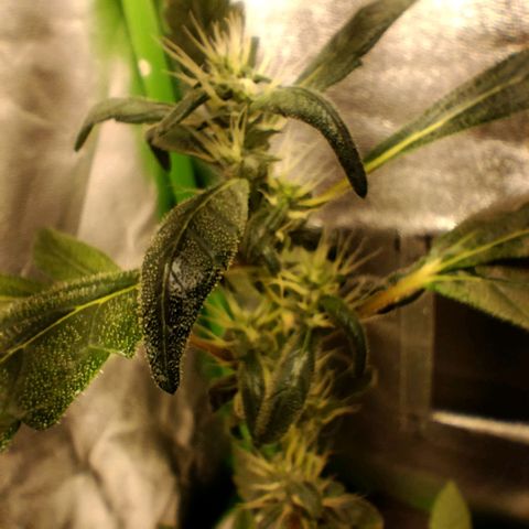 Broomhilda  growlog timeline photo