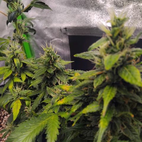 Broomhilda  growlog timeline photo