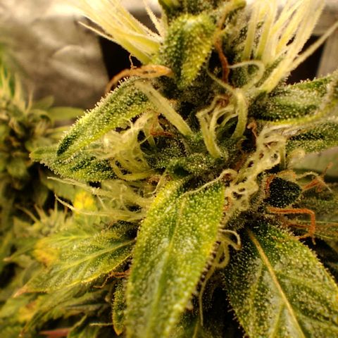 Broomhilda  growlog timeline photo