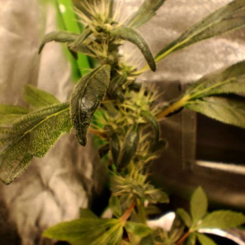 Broomhilda  growlog timeline photo