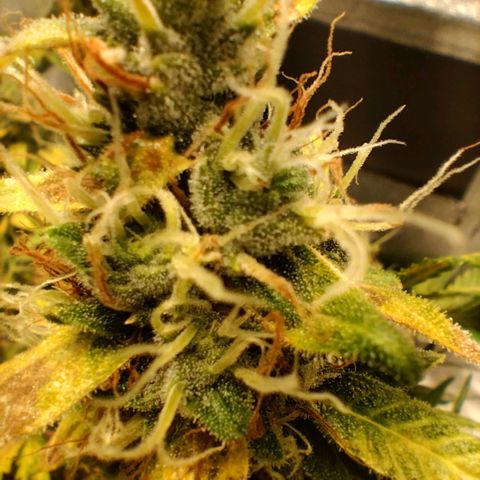 Broomhilda  growlog timeline photo