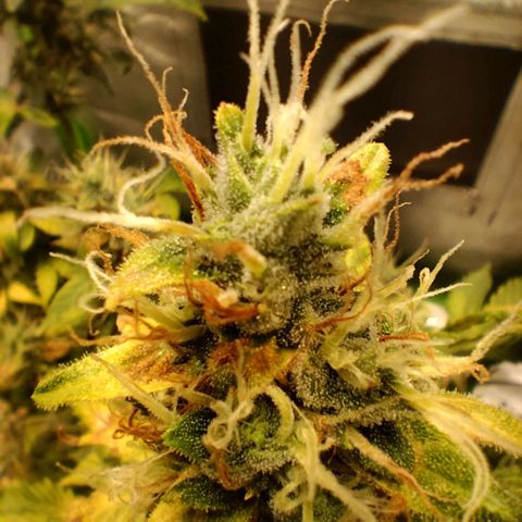 Broomhilda  growlog timeline photo