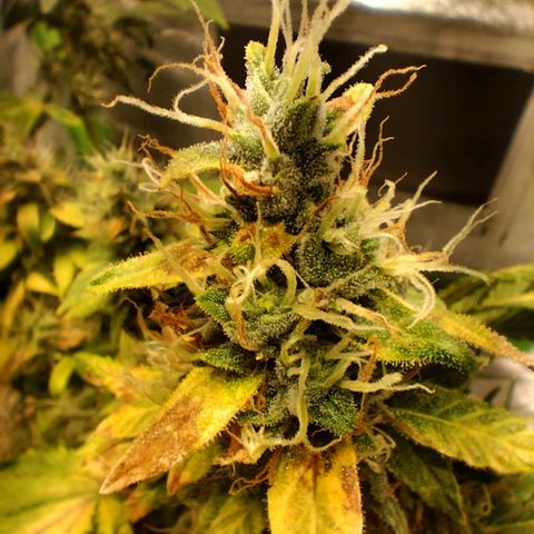 Broomhilda  growlog timeline photo