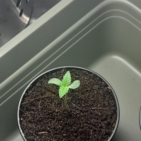 Special Kush #1 80x80x160 PureLED Q150W V2.0 growlog timeline photo