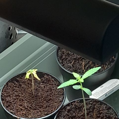 Special Kush #1 80x80x160 PureLED Q150W V2.0 growlog timeline photo