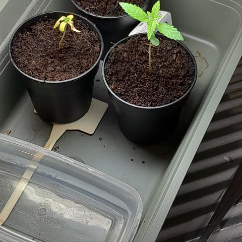 Special Kush #1 80x80x160 PureLED Q150W V2.0 growlog timeline photo