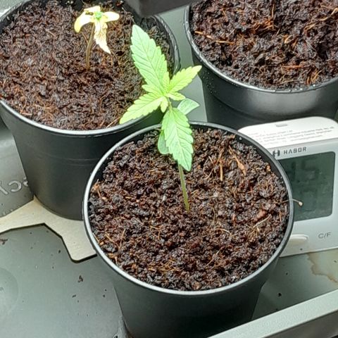 Special Kush #1 80x80x160 PureLED Q150W V2.0 growlog timeline photo