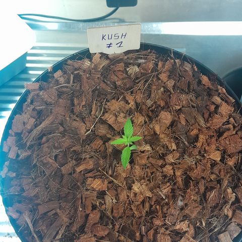 Special Kush #1 80x80x160 PureLED Q150W V2.0 growlog photo: Rempotage pot de 6,5 L...
Passage en tente, 18h/6h PURELED Q150W V2 - PANNEAU LED HORTICOLE CROISSANCE ET FLORAISON
