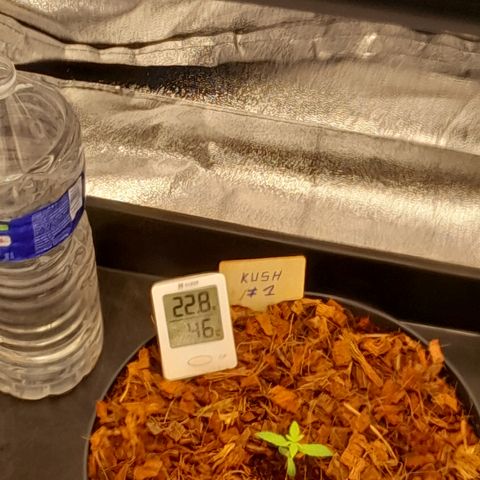 Special Kush #1 80x80x160 PureLED Q150W V2.0 growlog photo: Rempotage pot de 6,5 L...
Passage en tente, 18h/6h PURELED Q150W V2 - PANNEAU LED HORTICOLE CROISSANCE ET FLORAISON