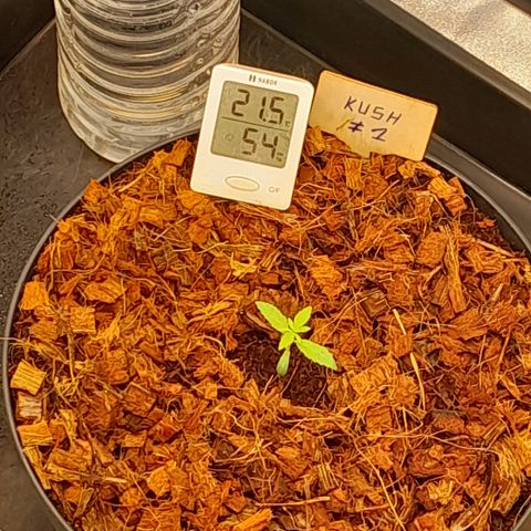 Special Kush #1 80x80x160 PureLED Q150W V2.0 growlog photo: Rempotage pot de 6,5 L...
Passage en tente, 18h/6h PURELED Q150W V2 - PANNEAU LED HORTICOLE CROISSANCE ET FLORAISON