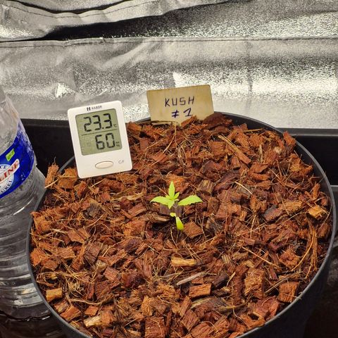 Special Kush #1 80x80x160 PureLED Q150W V2.0 growlog timeline photo
