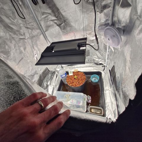 Special Kush #1 80x80x160 PureLED Q150W V2.0 growlog timeline photo
