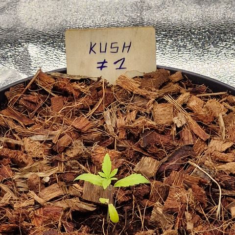 Special Kush #1 80x80x160 PureLED Q150W V2.0 growlog timeline photo