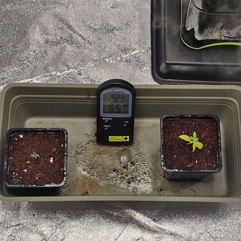 Special Kush #1 80x80x160 PureLED Q150W V2.0 growlog timeline photo