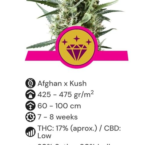 Special Kush #1 80x80x160 PureLED Q150W V2.0 growlog timeline photo