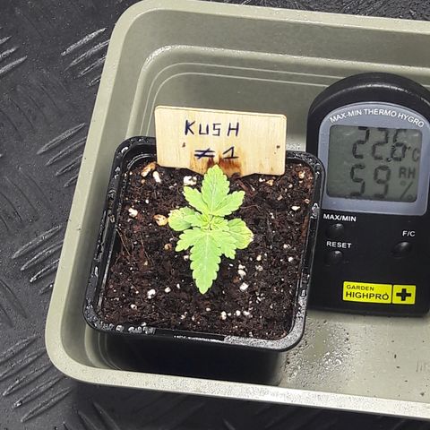Special Kush #1 80x80x160 PureLED Q150W V2.0 growlog timeline photo