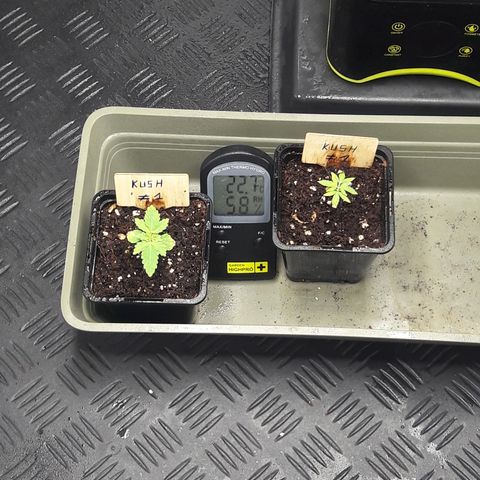 Special Kush #1 80x80x160 PureLED Q150W V2.0 growlog timeline photo