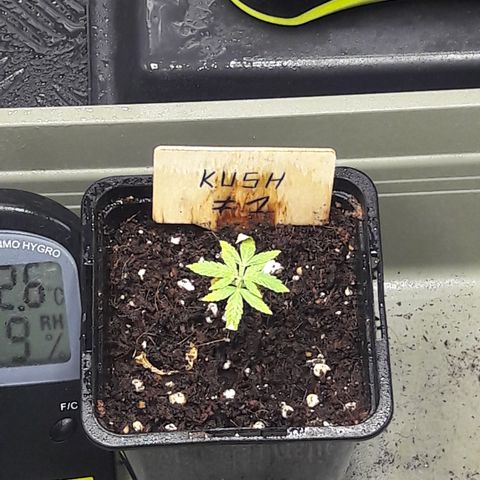 Special Kush #1 80x80x160 PureLED Q150W V2.0 growlog timeline photo