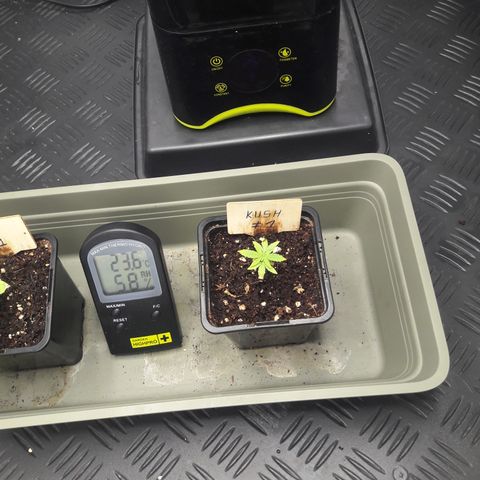 Special Kush #1 80x80x160 PureLED Q150W V2.0 growlog timeline photo