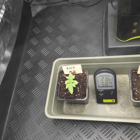 Special Kush #1 80x80x160 PureLED Q150W V2.0 growlog timeline photo