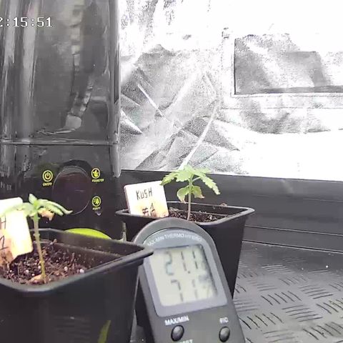 Special Kush #1 80x80x160 PureLED Q150W V2.0 growlog timeline photo