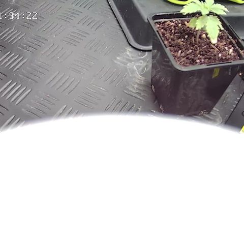 Special Kush #1 80x80x160 PureLED Q150W V2.0 growlog timeline photo