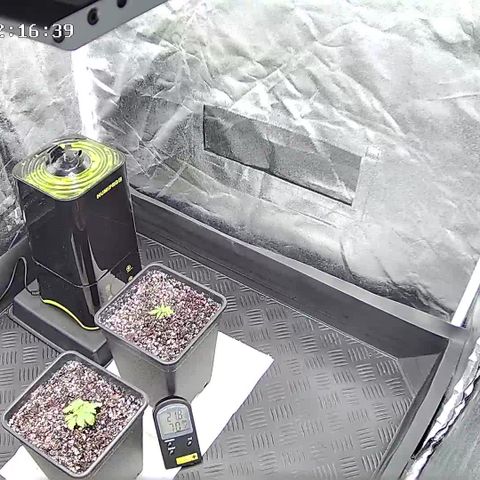 Special Kush #1 80x80x160 PureLED Q150W V2.0 growlog photo: rempotage pot de 3,5 L vers 22h00