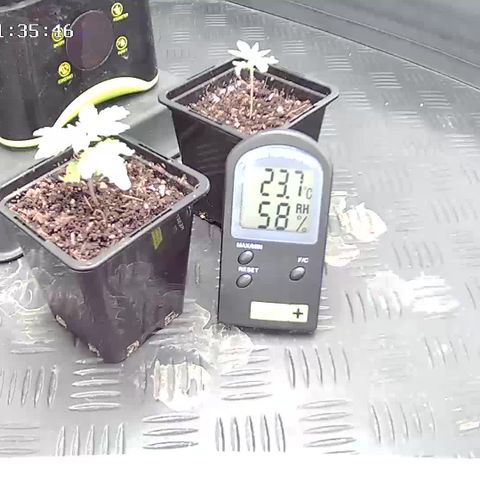 Special Kush #1 80x80x160 PureLED Q150W V2.0 growlog photo: rempotage pot de 3,5 L vers 22h00