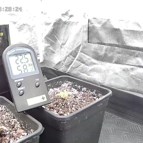 Special Kush #1 80x80x160 PureLED Q150W V2.0 growlog timeline photo