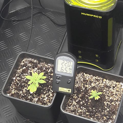 Special Kush #1 80x80x160 PureLED Q150W V2.0 growlog timeline photo