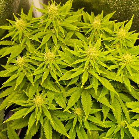 Golden Goat growlog in Indoor