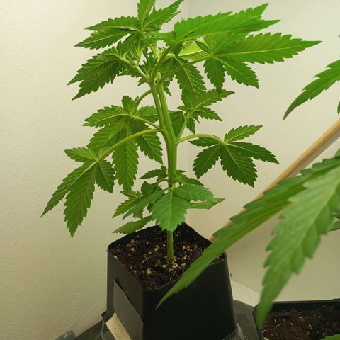 Easy Bud growlog timeline photo